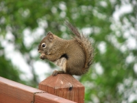 Campground Squirrel